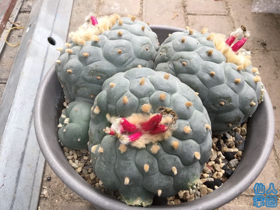 TIMͼƬ20190526155142.jpg