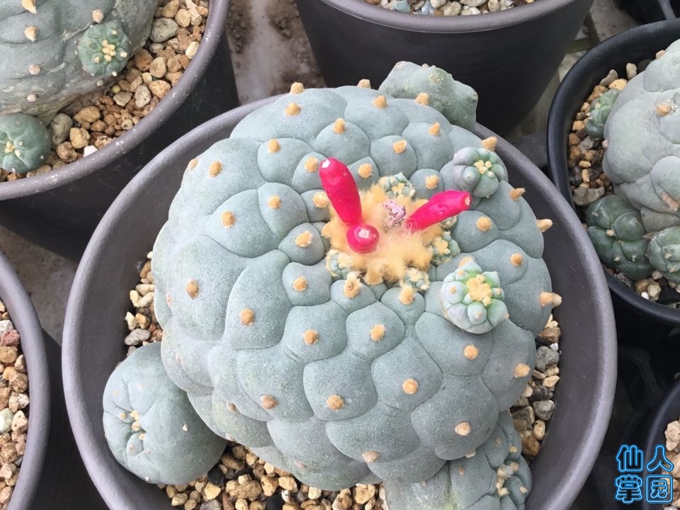 TIMͼƬ20190606143533.jpg