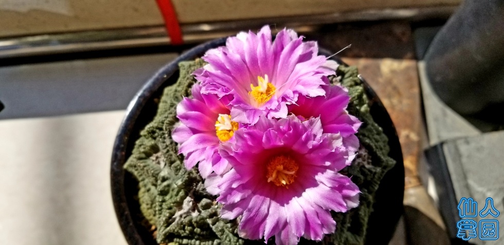 20181215_130552.jpg