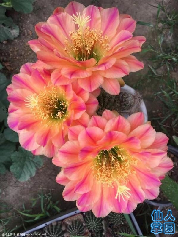 ΢ͼƬ_20190720110324.jpg