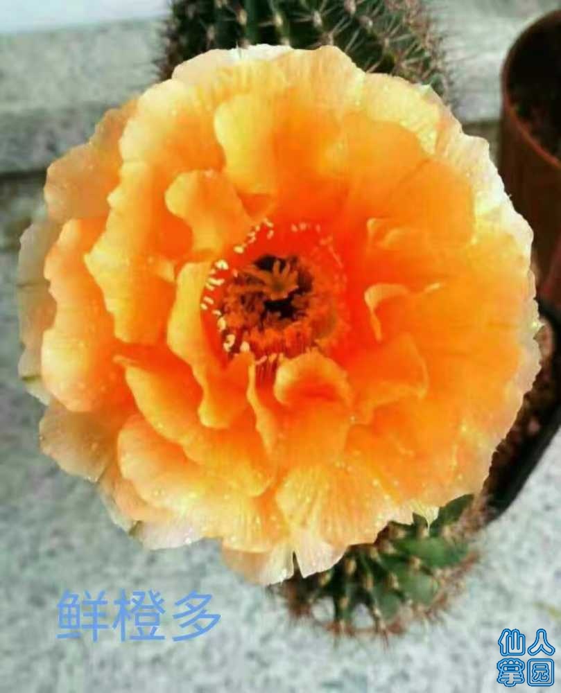 mmexport1551956874552.jpg