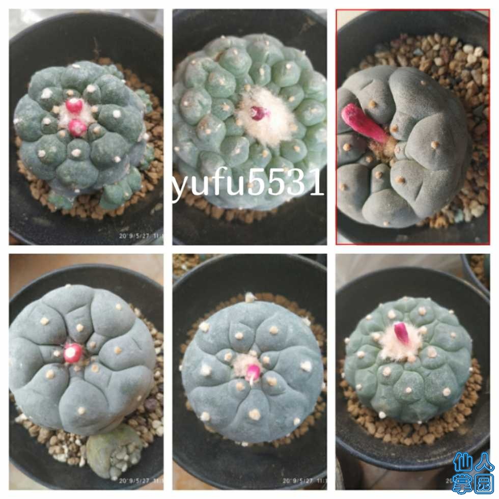 caesarapp_2019725155949736.jpg