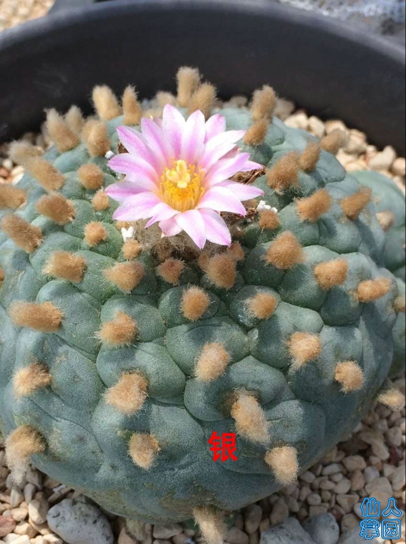 QQͼƬ20190516142908.jpg