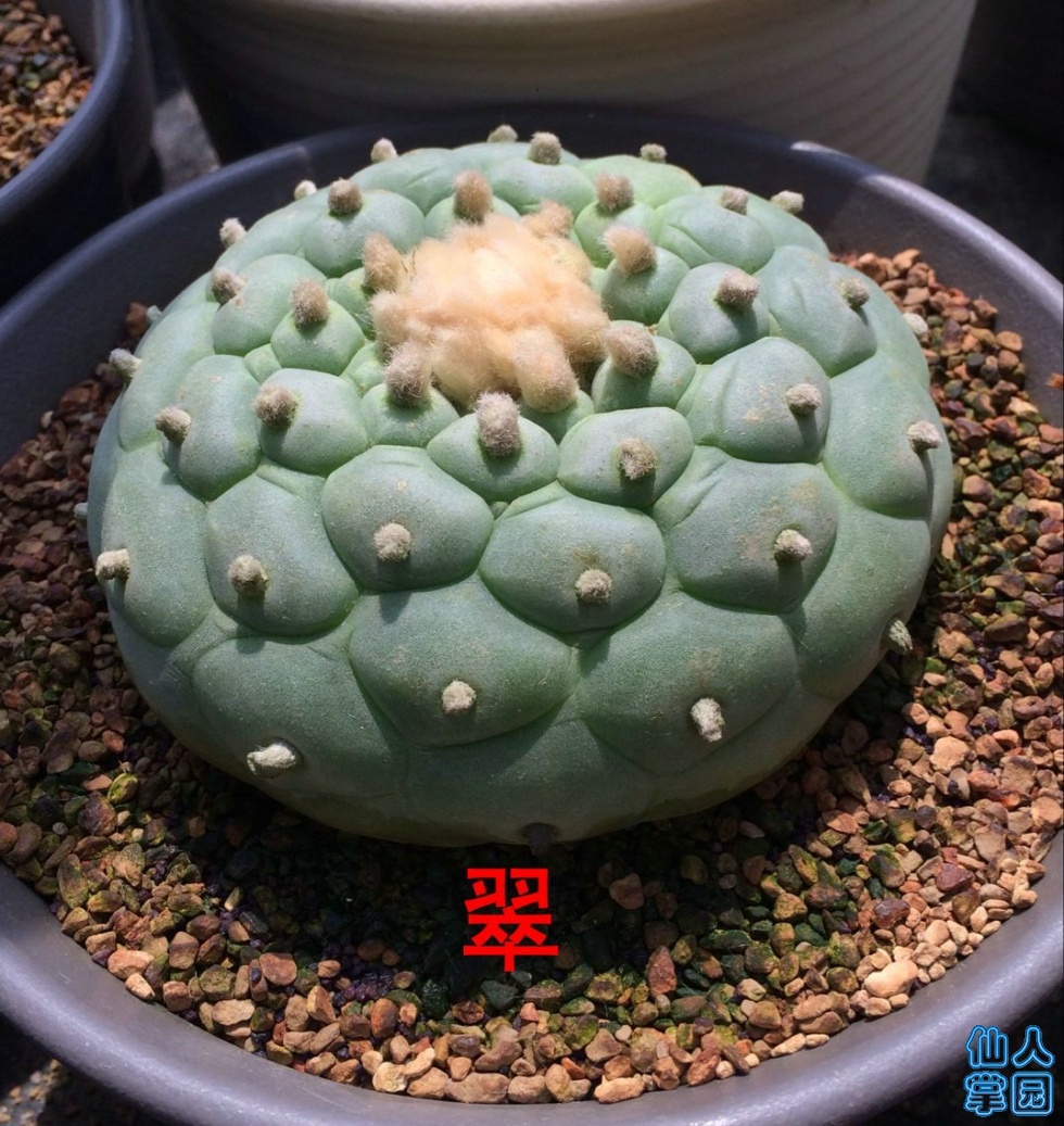QQͼƬ20190516190230.jpg