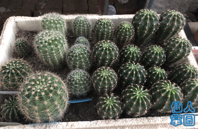QQͼƬ20190805170546.png
