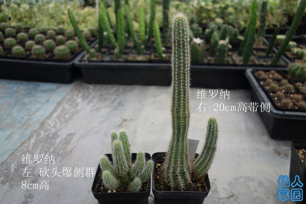 DSC01937_.jpg