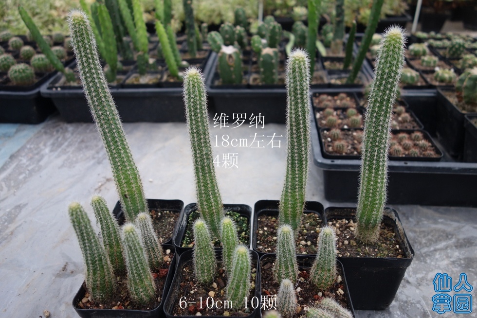 DSC01938_.jpg