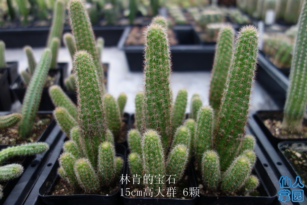 DSC01941_.jpg