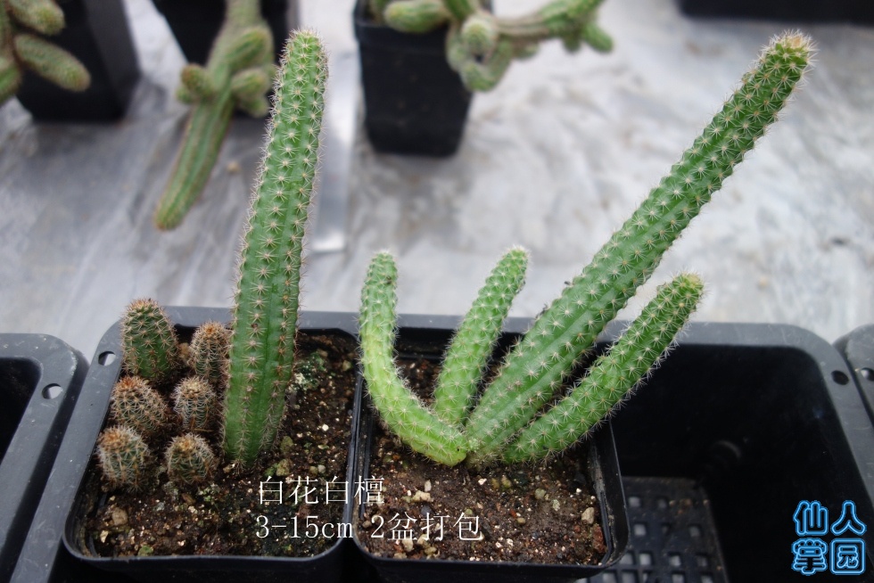DSC01944_.jpg