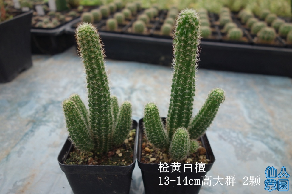 DSC01950_.jpg