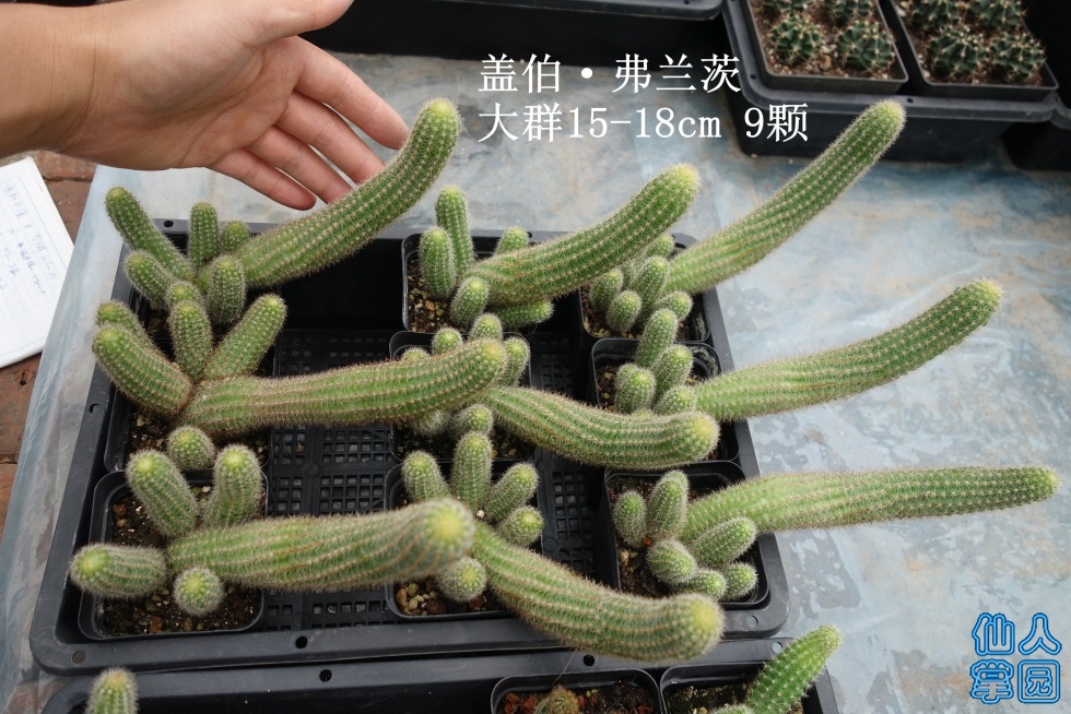 DSC01953_.jpg