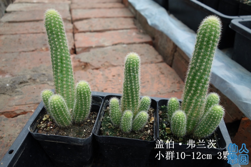 DSC01954_.jpg