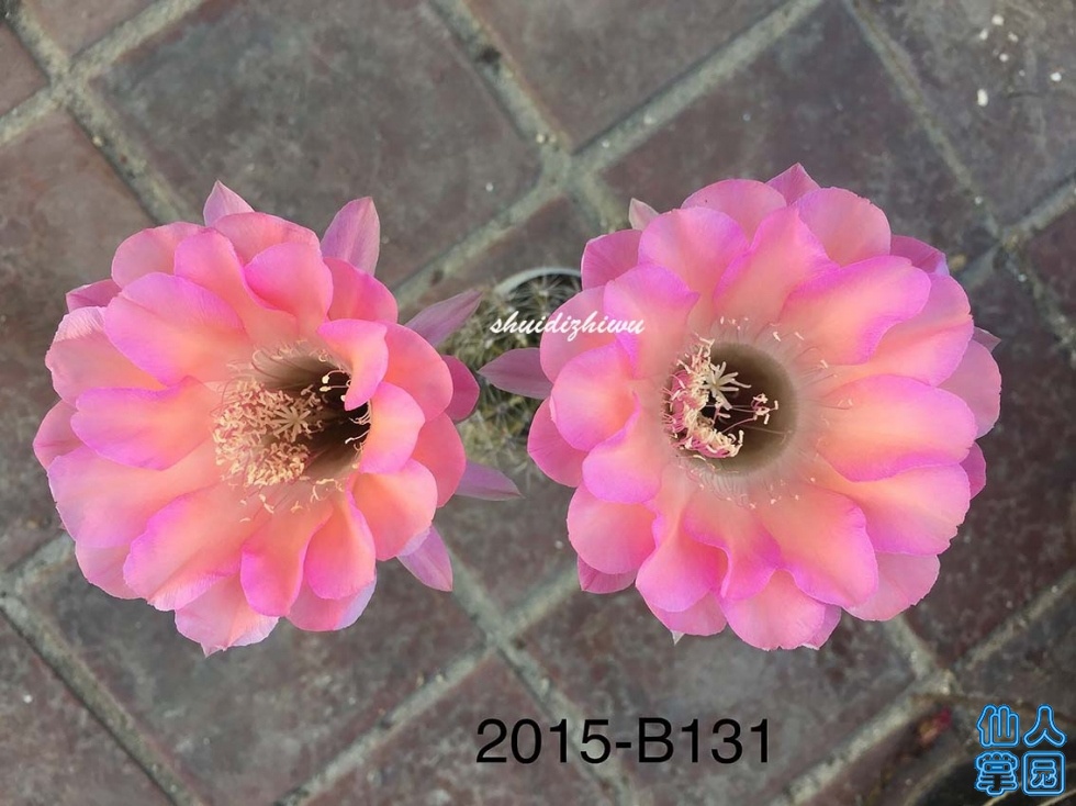 QQͼƬ20190616221450.jpg