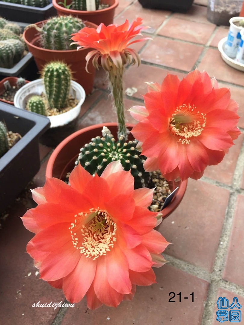 QQͼƬ20190911213510.jpg