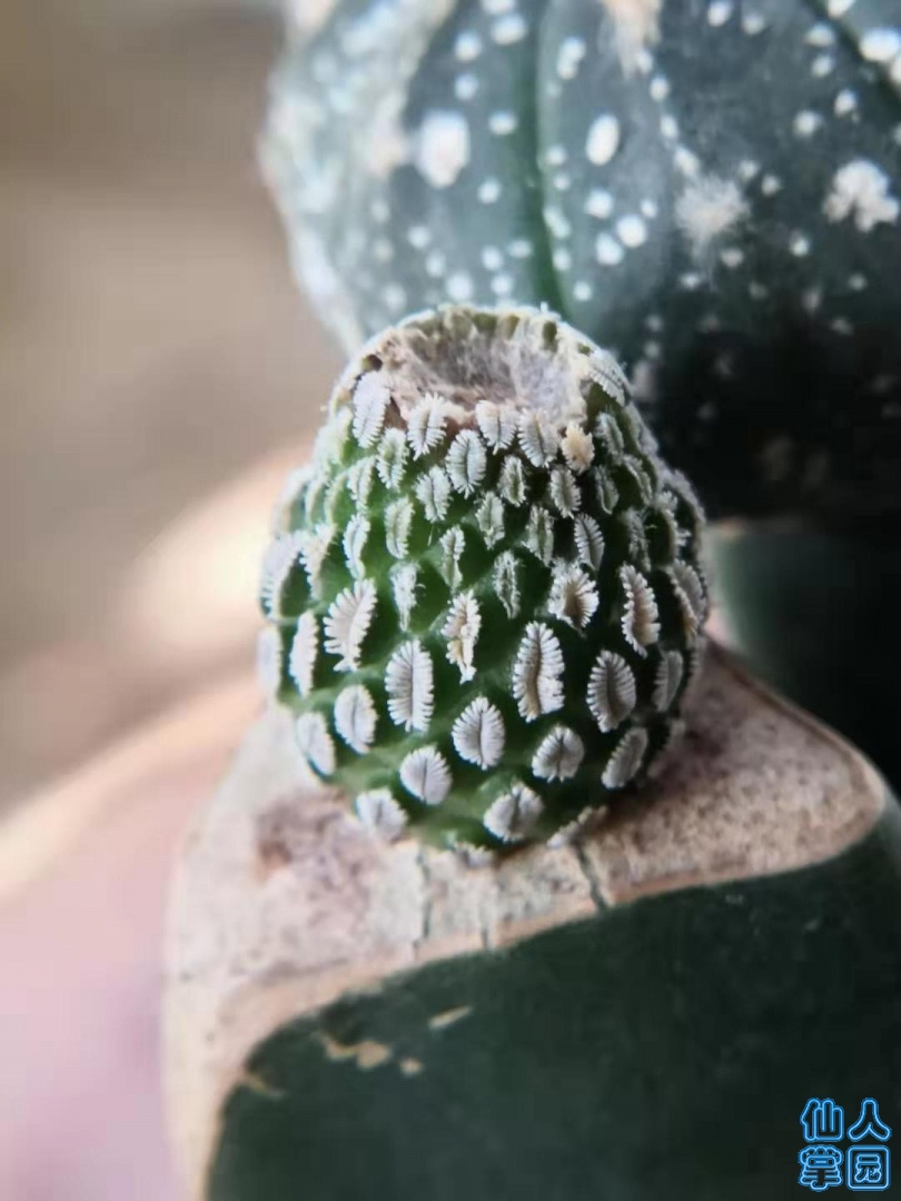 һˮ
