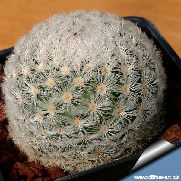 Mammillaria  lasiacantha.jpg