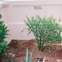 ��ɺ�� Euphorbia fiherensis