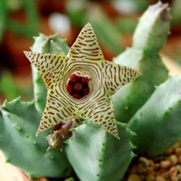 Ͻ Huernia thureti