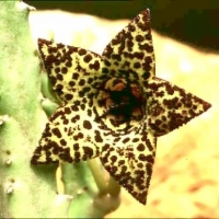 Tridentea dwequensis