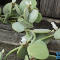 Dischidia nummularia