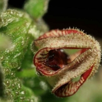 Rhytidocaulon fulleri