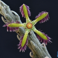 Rhytidocaulon elegantissimum