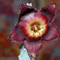 Tromotriche revoluta