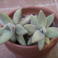 Pachyphytum werdermannii