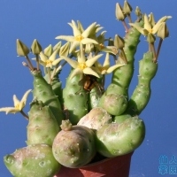 ѽ Piaranthus globosus
