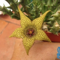 β Orbea caudata