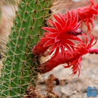 Echinopsis samaipatana