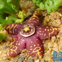 Orbea halipedicola