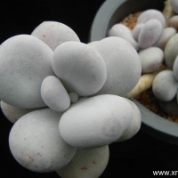��Ҷ���� Pachyphytum