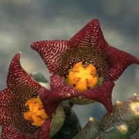 Piaranthus punctatus