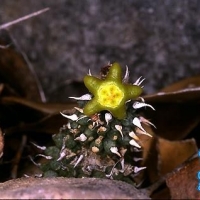 Echidnopsis flavicorona