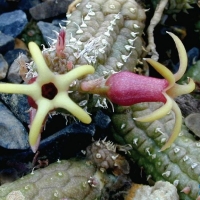 Echidnopsis watsonii
