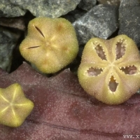 Pectinaria articulata