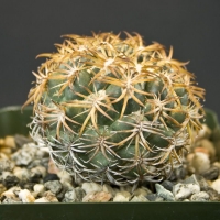 �ﻪ�� Coryphantha retusa