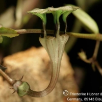 ͤ Ceropegia rendallii