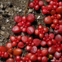 ���龰�� Diamorpha smallii