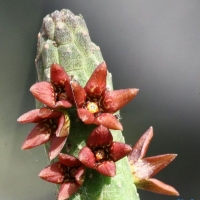 Echidnopsis kohaitoensis