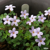 ù oxalis nidulans