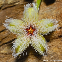 Stapelia glanduliflora