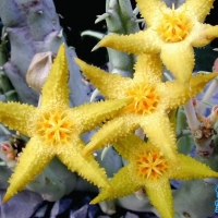 Tridentea virescens