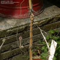 ˪Ȫ Ceropegia simoneae