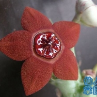 Orbea laticorona