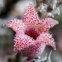 ˏ Stapelianthus decaryi