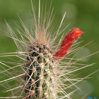 Echinopsis santacruzensis