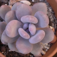������ Pachyphytum bracteosum