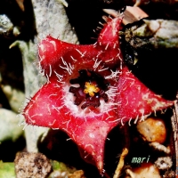 Stapelianthus montagnacii